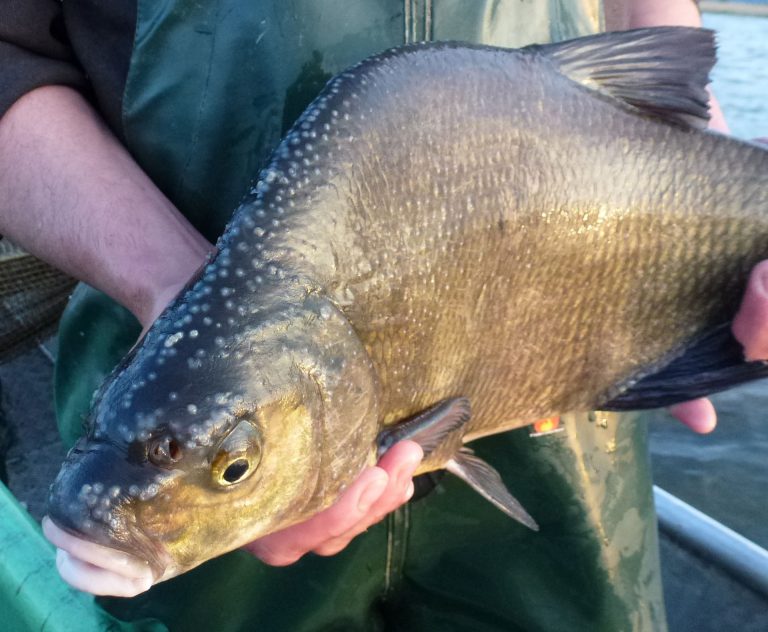 Fish Species of Lake Constance IBKF